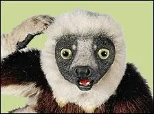 Zoboomafoo est un...