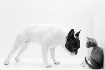 Les chats et chiens domestiques mangent du vgtal, pas seulement de la viande !