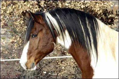 Quelle est la robe de ce cheval ?