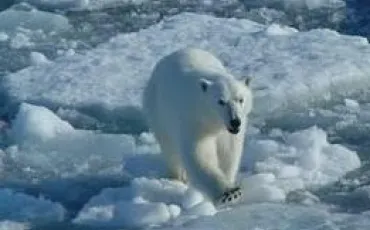 Quiz Animaux