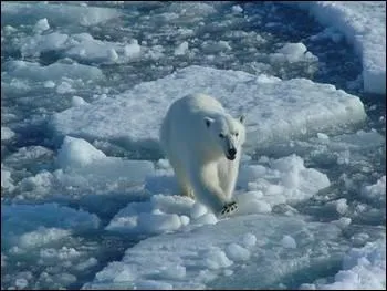 Qui est cet animal menac  cause des fontes des glaces ?