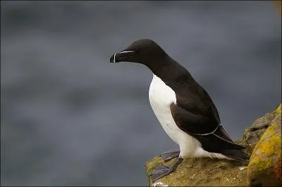 On le confond souvent avec son cousin de l'Antarctique, mais lui vit en Arctique, et il s'agit bien du ...