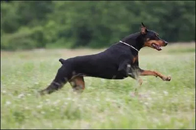 Le dobermann est rpertori dans ...