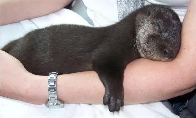 Que peut bien manger principalement ce petit animal ?