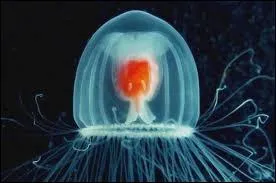 Non, ce n'est pas un chapeau de lampe, c'est une mduse nomme nutricula turritopsis originaire des Carabes. Quelle est sa particlarit ?