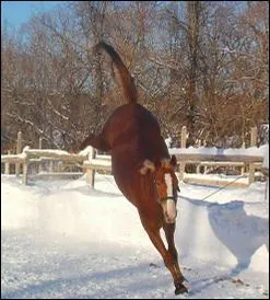 Que fait un cheval quand il rue ?