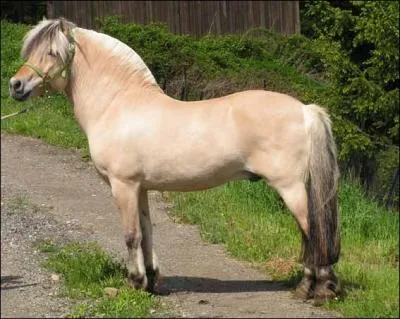 Quelle est la robe de ce poney ?