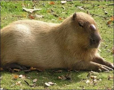 Gros animal d'Amrique du Sud, il passe son temps  ...