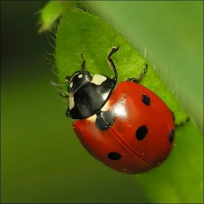 Combien de petits points noirs l'espce de coccinelle la plus rpandue en Europe a-t-elle sur ses lytres ?