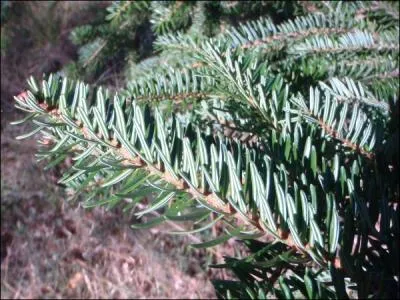 A quelle famille appartient le sapin (genre Abies) ?