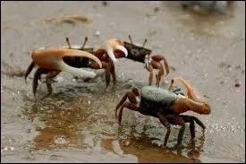 O se trouvent les crabes ?