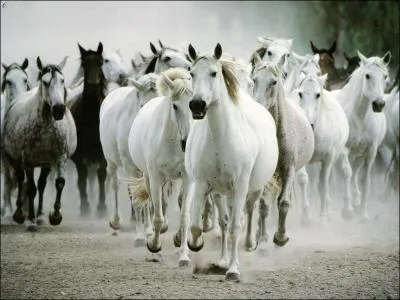 A quelle famille appartient le cheval ?