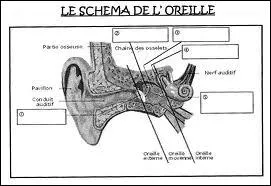 Membrane qui spare l'oreille externe de l'oreille moyenne.