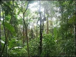 Compléter : "Des arbres qui ont l'air de (... ), de danser, de danser de joie, délirants de (... ) et de lumière.