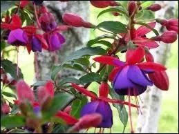 Arbrisseau originaire d'Amrique aux fleurs pourpres en clochettes pendantes.