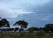 Quiz Dicte  Lever de lune sur la savane 