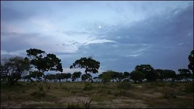 « Le jour (... ) et velouté de la lune descendait dans les (... ) des arbres