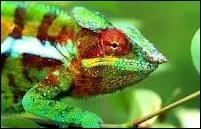 Quelles sont les particularités du Caméléon ?