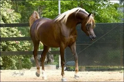 Quelle est la robe de ce cheval ?