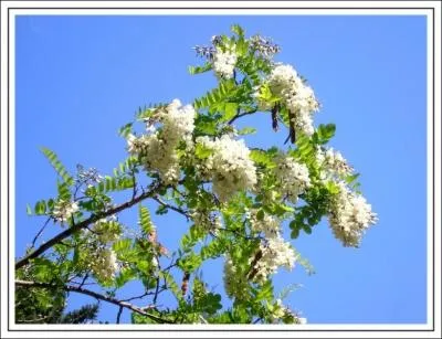 Avec les fleurs de cet arbre, on fait des beignets, c'est un ...