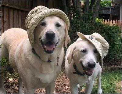 S'agit-il d'un Labrador ou d'un Golden Retriever ?