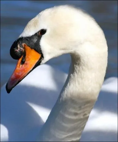 Le cygne commun, que vous pouvez admirer en France, en particulier dans le Nord, est appel cygne opercul !