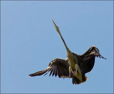 Le pays o je vis fut autrefois possession hollandaise, je m'appelle l'anhinga, je survole de temps en temps Paramaribo !