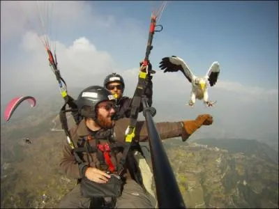 Il y a des aigles en France !