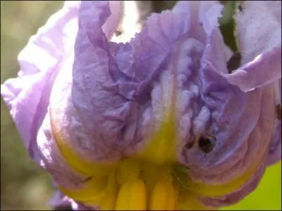 Fleur soyeuse, tendrement mauve au lumineux cœur jaune. Vous reconnaissez celle de :