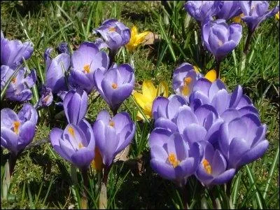   J'ai un jardin (... ) de fleurs parfumes (... ) fleurissent la rose, la violette, le (... ) et le crocus ;