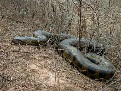 L'anaconda possde des vestiges de pattes !