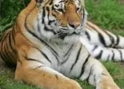 Quiz Le tigre de Sibrie