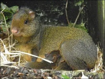 C'est un rongeur diurne, commun en Guyane et en Amrique du Sud !