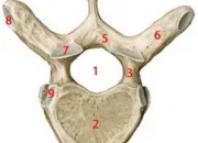 Quiz Anatomie du corps humain