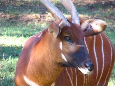 Quel rapport peut bien avoir cet animal avec un instrument cubain ?