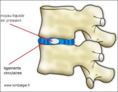 Combien avons-nous de disques intervertbraux ?