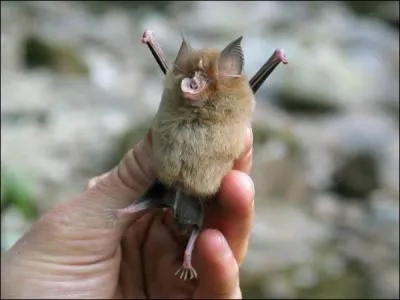 C'est si facile que j'ose  peine vous le demander, c'est bien une chauve-souris ?