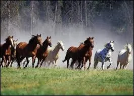 Combien d'allures le cheval possde-t-il,