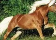 Quiz Le Haflinger