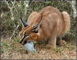 Le caracal est-il un canid ?