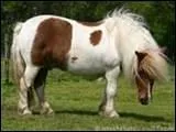 Est-ce un poney ou un cheval ?