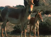 Quiz Les choses oublies sur les chevaux