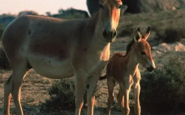 Quiz Chevaux