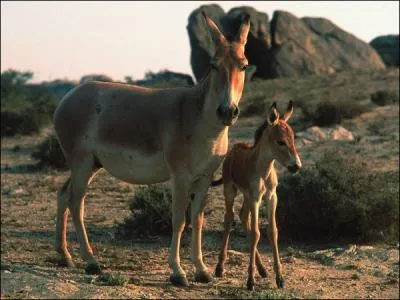 La famille du cheval possde combien d'espces ?