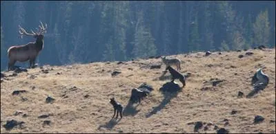 Dans quel grand parc amricain, le loup a-t-il t rintroduit en 1995 ?