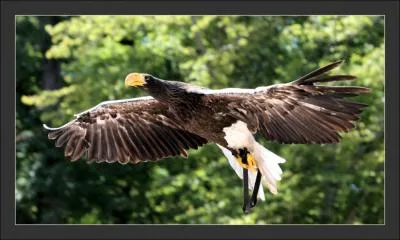 C'est le plus gros aigle du monde, il fait 2 m 30 d'envergure et il n'en reste plus que 6 500 ! On l'appelle aussi aigle de mer de Steller. Qui est-il ?