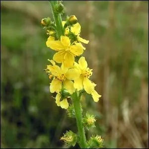 "Autour des (... ), des campanules mauves, des (... ) jaunes