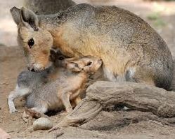 Quiz Animaux