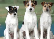 Quiz Chien Jack Russell et Parson Russell