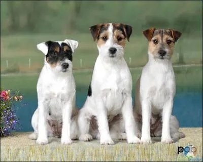 Quelle est la diffrence entre la race jack russell et la race parson russell ?